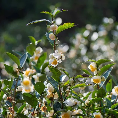 Javallat Zöld tea 60 db étrend-kiegészítő kapszula, bevizsgált, kiváló minőségű gyógynövényből