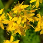 Javallat St. John's Wort - Orbáncfű kapszula 60 db