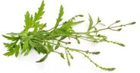 orvosi vasfű, verbéna