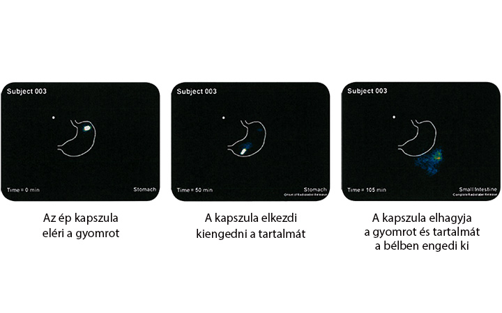 Képsorok a hatóanyagok felszabadulásáról Saccharomyces boulardii képsorok a hatóanyagok felszabadulásáról
